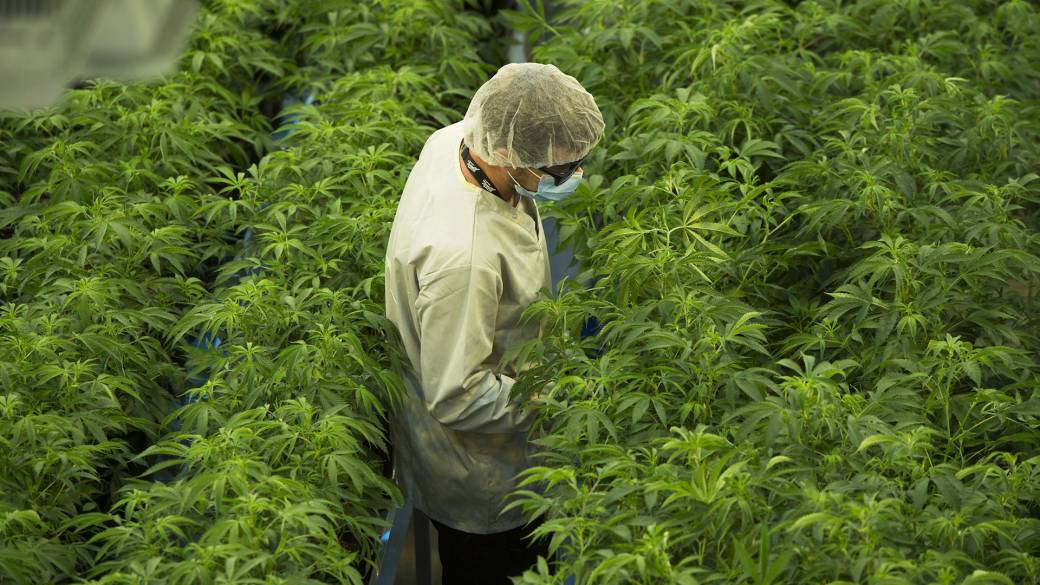Click to play video: 'Why is Canada's cannabis industry struggling to make a profit?'