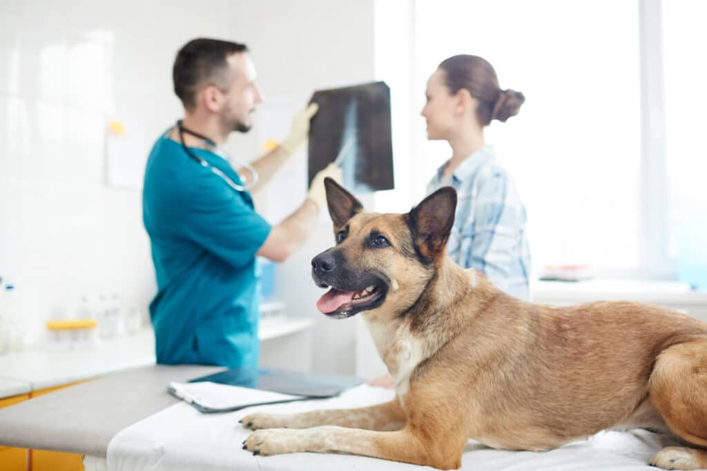 Veterinary X-ray Costs: 2023 Guide